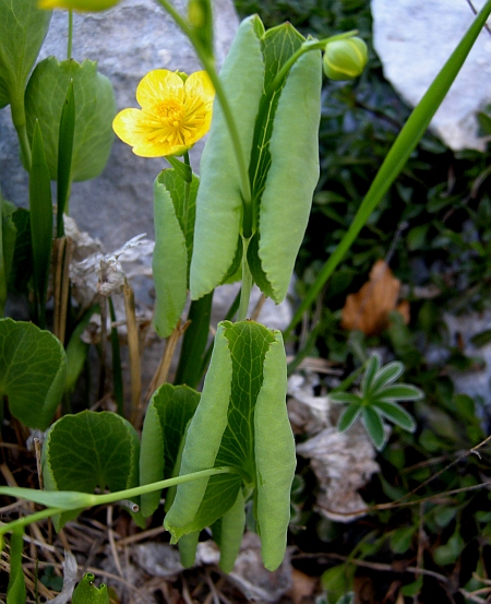 Ranunculus thora / Ranuncolo erba-tora